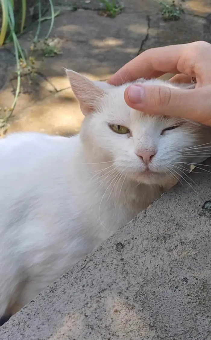 Gato ra a SRD-ViraLata idade 3 anos nome BRANCA E ZOÉ