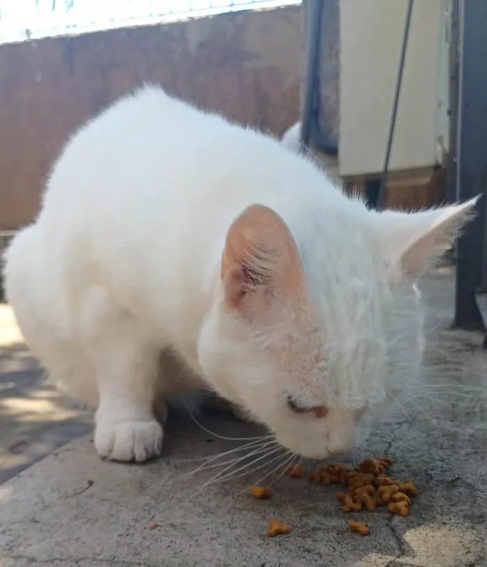 Gato ra a SRD-ViraLata idade 3 anos nome BRANCA E ZOÉ