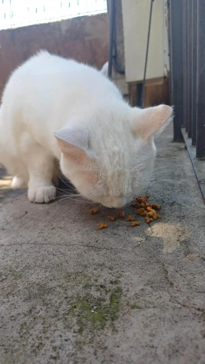 Gato ra a SRD-ViraLata idade 3 anos nome BRANCA E ZOÉ