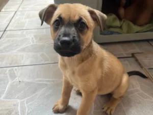 Cachorro raça SRD-ViraLata idade Abaixo de 2 meses nome Lolla