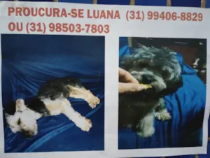 Cachorro raça Poodle idade 7 a 11 meses nome Luana 