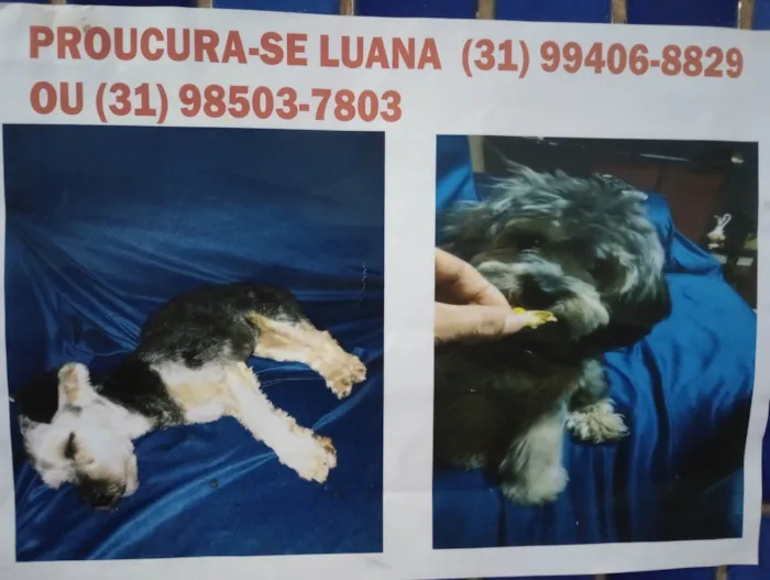 Cachorro ra a Poodle idade 7 a 11 meses nome Luana 