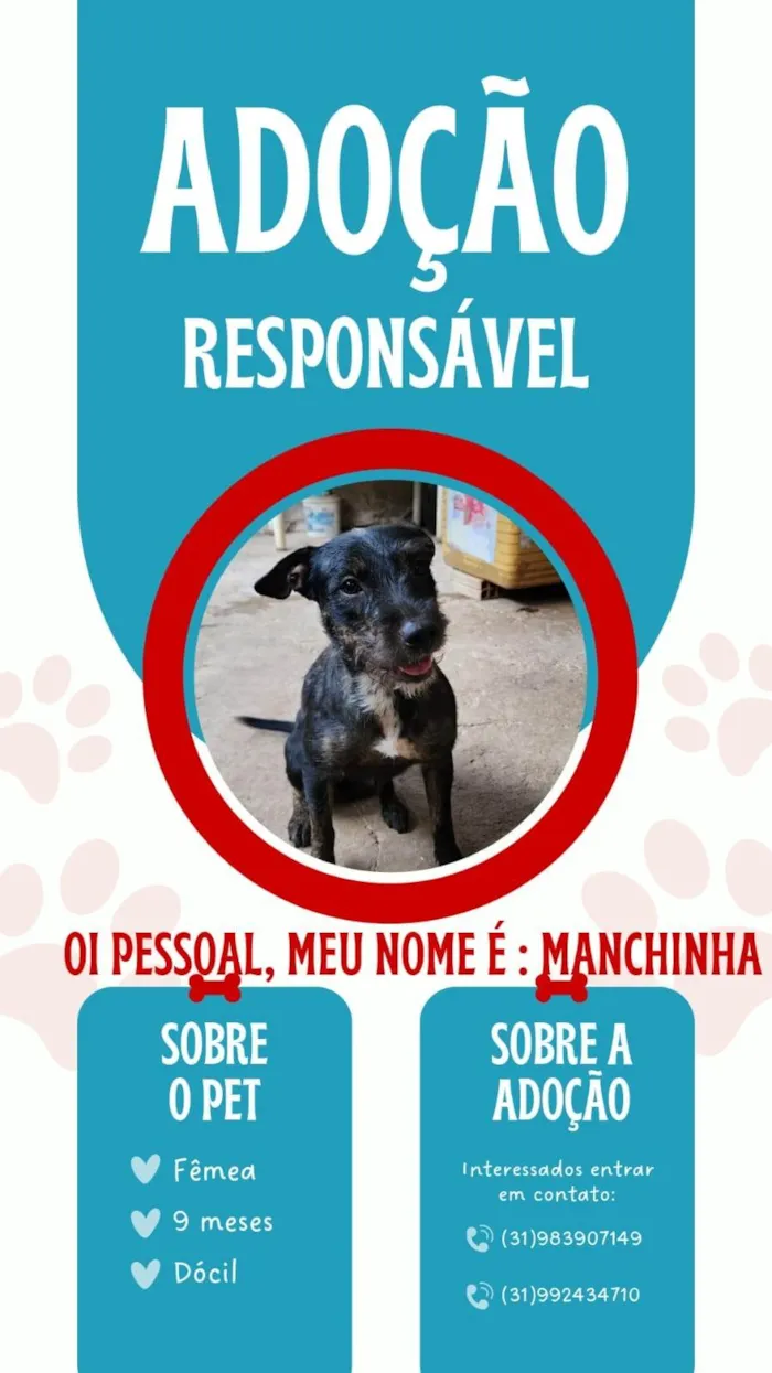 Cachorro ra a SRD-ViraLata idade 7 a 11 meses nome Tchuca