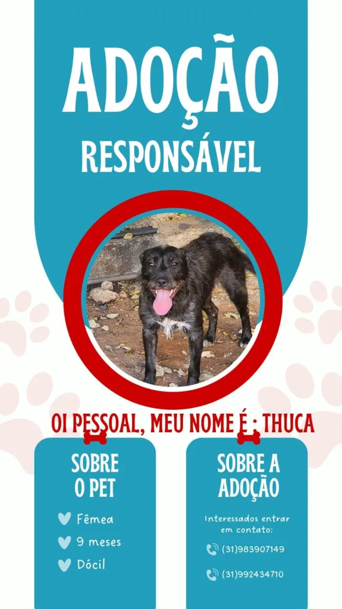 Cachorro ra a SRD-ViraLata idade 7 a 11 meses nome Tchuca