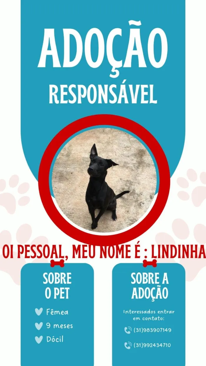 Cachorro ra a SRD-ViraLata idade 7 a 11 meses nome Tchuca