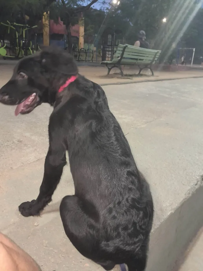 Cachorro ra a SRD-ViraLata idade 2 a 6 meses nome Lucky