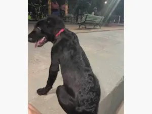 Cachorro raça SRD-ViraLata idade 2 a 6 meses nome Lucky