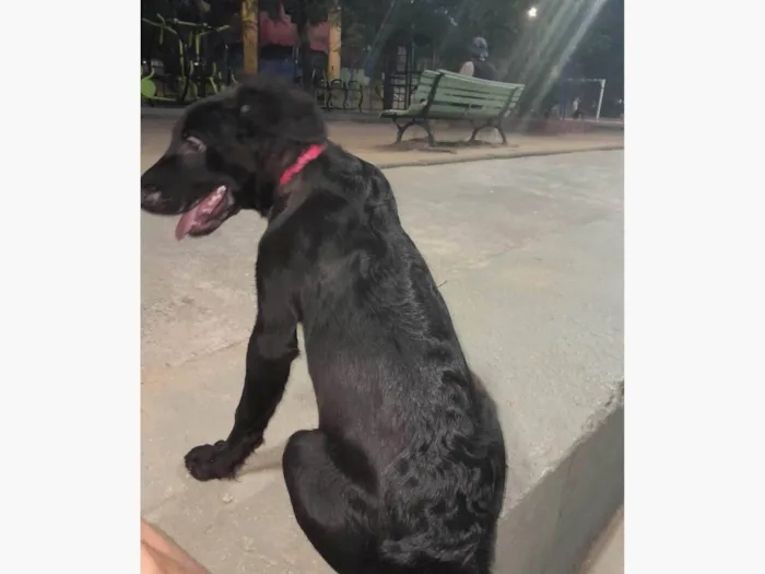 Cachorro ra a SRD-ViraLata idade 2 a 6 meses nome Lucky