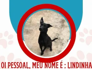 Cachorro raça SRD-ViraLata idade 7 a 11 meses nome Tchuca