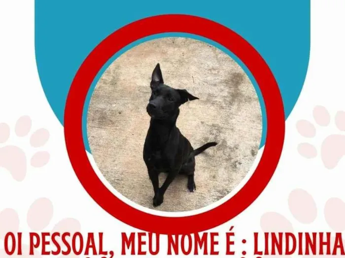 Cachorro ra a SRD-ViraLata idade 7 a 11 meses nome Tchuca