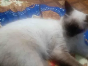 Gato raça Siamês idade 2 anos nome Branquinho 