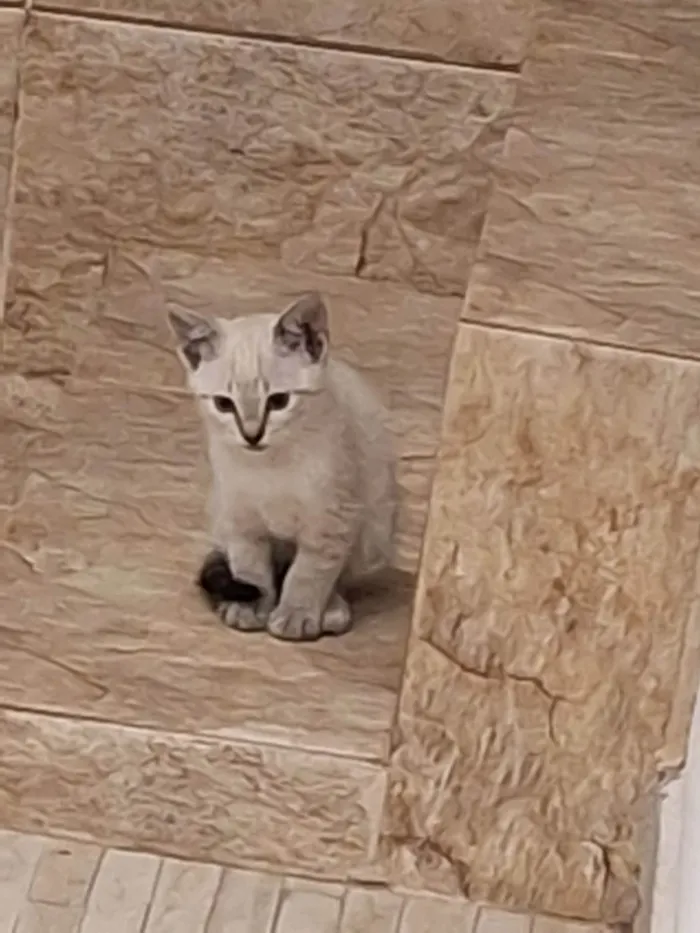 Gato ra a Persa idade Abaixo de 2 meses nome Luna