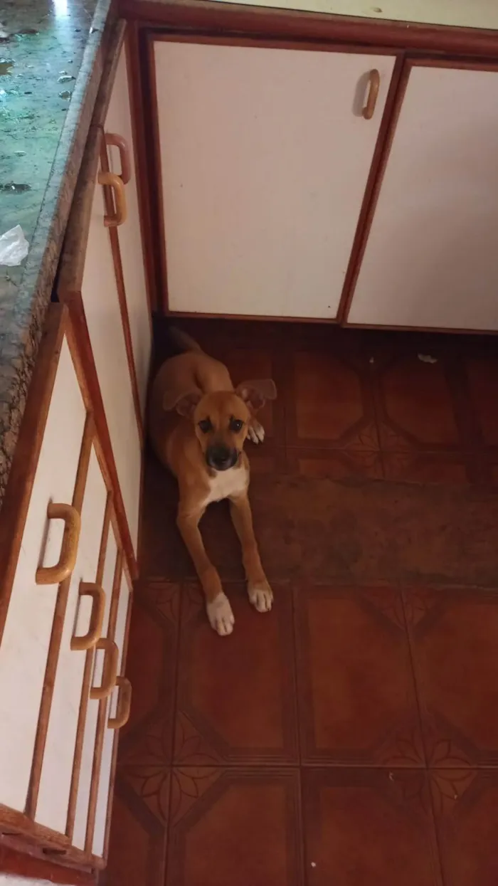 Cachorro ra a SRD-ViraLata idade 2 a 6 meses nome Gina