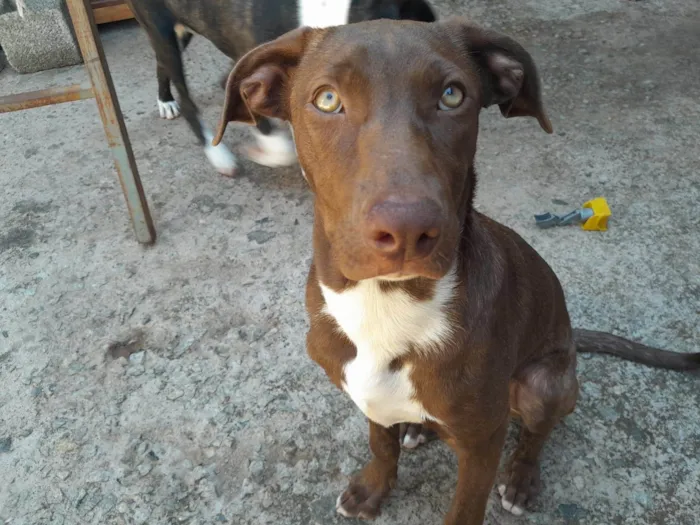 Cachorro ra a SRD-ViraLata idade 7 a 11 meses nome Jade & Thor