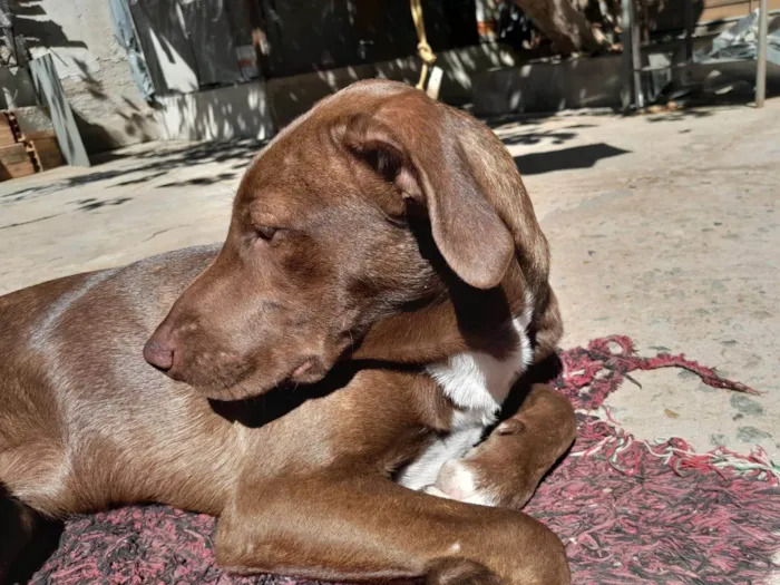 Cachorro ra a SRD-ViraLata idade 7 a 11 meses nome Jade & Thor