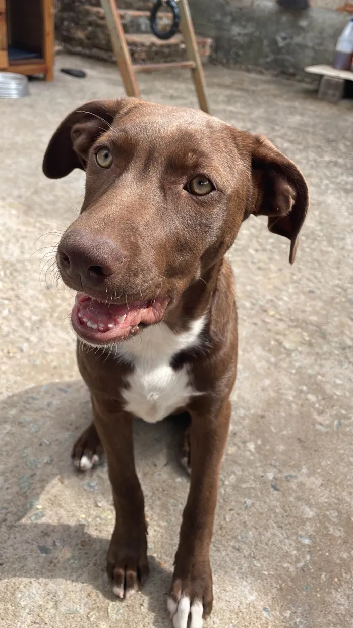 Cachorro ra a SRD-ViraLata idade 7 a 11 meses nome Jade & Thor