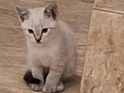 Gato raça Persa idade Abaixo de 2 meses nome Luna