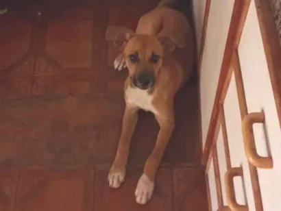 Cachorro raça SRD-ViraLata idade 2 a 6 meses nome Gina