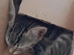 Gato raça SRD-ViraLata idade 7 a 11 meses nome Chanel