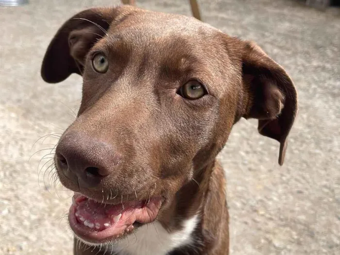 Cachorro ra a SRD-ViraLata idade 7 a 11 meses nome Jade & Thor