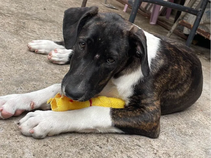 Cachorro ra a SRD-ViraLata idade 7 a 11 meses nome Jade & Thor