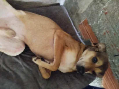 Cachorro raça SRD-ViraLata idade 2 anos nome Paçoca 