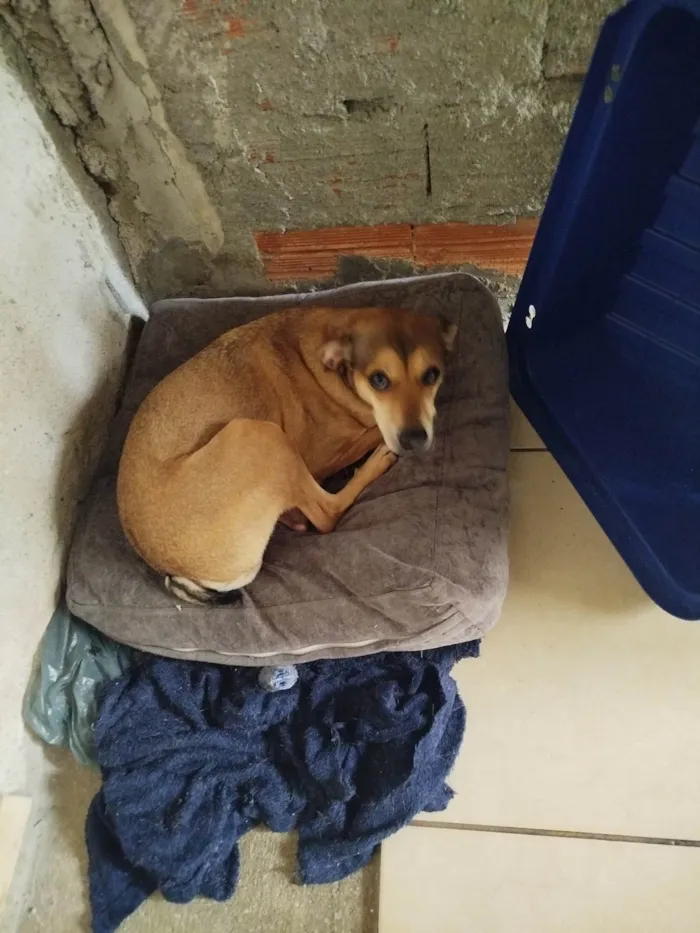 Cachorro ra a SRD-ViraLata idade 2 anos nome Paçoca 