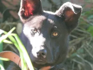 Cachorro raça SRD-ViraLata idade 1 ano nome Bolt