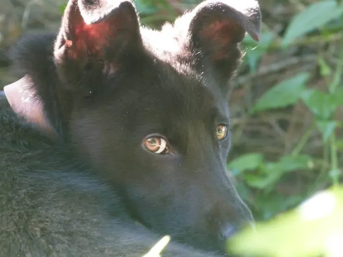 Cachorro ra a SRD-ViraLata idade 1 ano nome Bolt