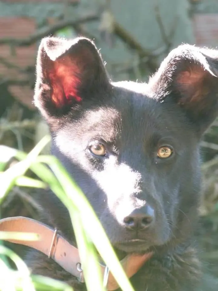 Cachorro ra a SRD-ViraLata idade 1 ano nome Bolt