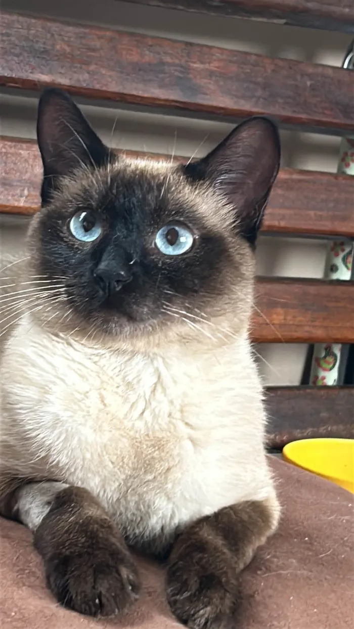 Gato ra a Siamês idade 1 ano nome Cotó