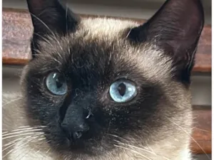 Gato raça Siamês idade 1 ano nome Cotó