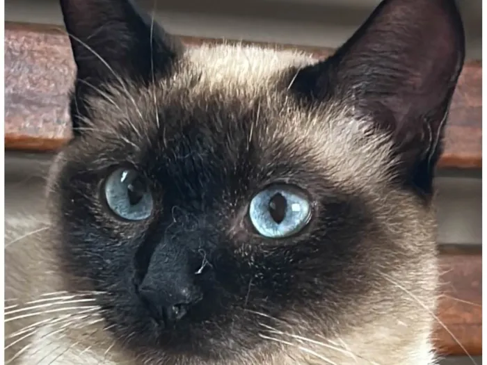 Gato ra a Siamês idade 1 ano nome Cotó