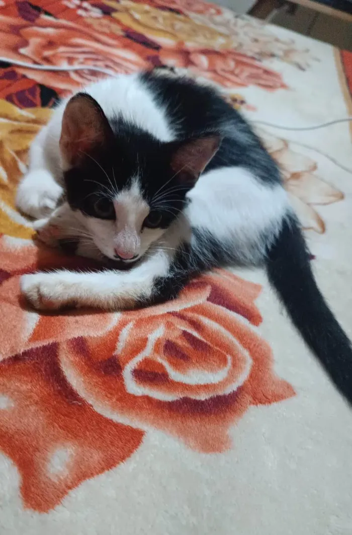 Gato ra a SRD-ViraLata idade 2 a 6 meses nome Mingau