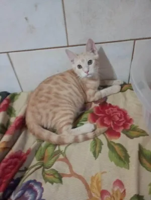 Gato raça SRD-ViraLata idade 2 a 6 meses nome Ariel