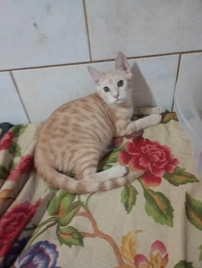 Gato ra a SRD-ViraLata idade 2 a 6 meses nome Ariel