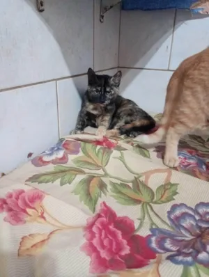 Gato raça SRD-ViraLata idade 2 a 6 meses nome Cindy