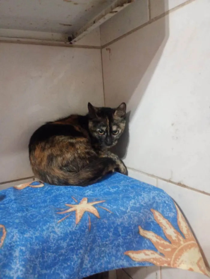 Gato ra a SRD-ViraLata idade 2 a 6 meses nome Cindy