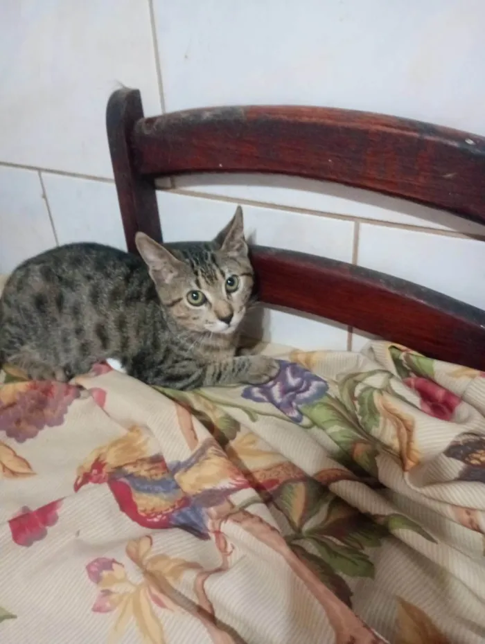 Gato ra a SRD-ViraLata idade 2 a 6 meses nome Simba