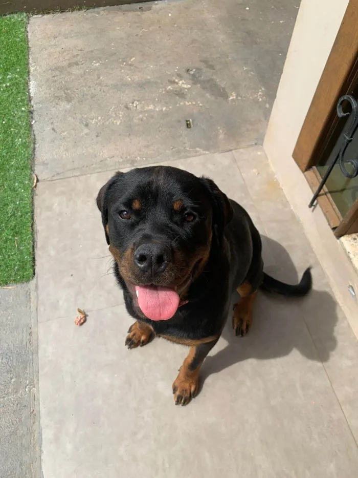 Cachorro ra a Rottweiler idade 2 anos nome Nyx