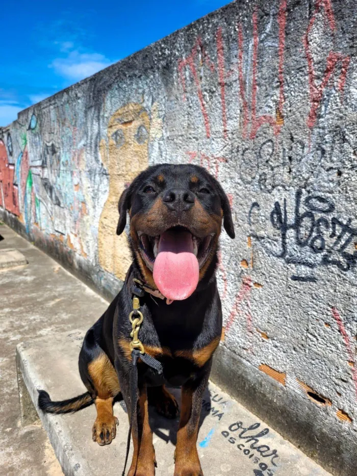 Cachorro ra a Rottweiler idade 2 anos nome Nyx