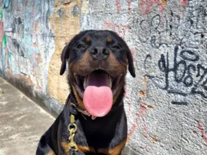 Cachorro raça Rottweiler idade 2 anos nome Nyx