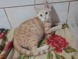 Gato raça SRD-ViraLata idade 2 a 6 meses nome Ariel