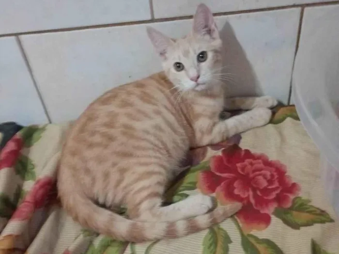 Gato ra a SRD-ViraLata idade 2 a 6 meses nome Ariel