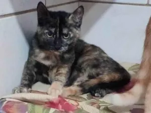 Gato raça SRD-ViraLata idade 2 a 6 meses nome Cindy