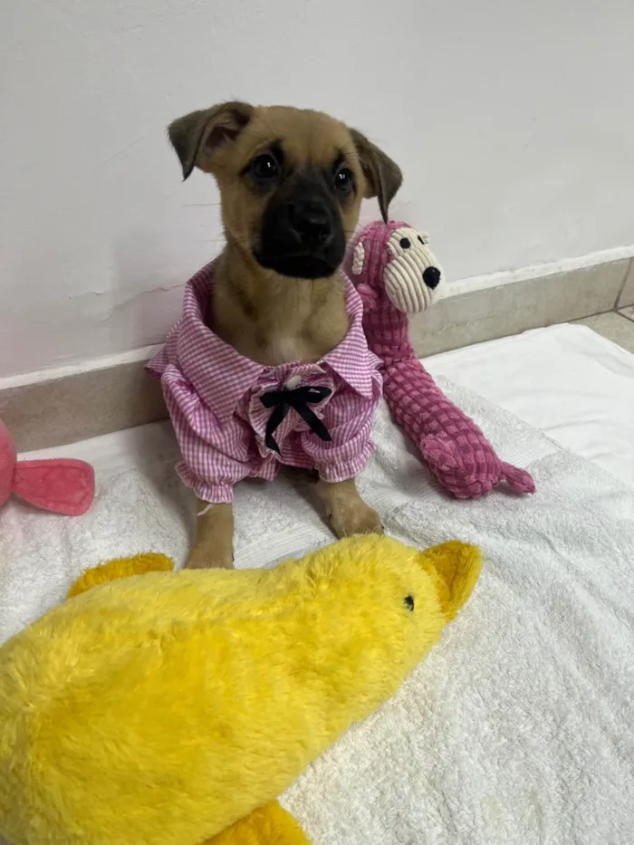 Cachorro ra a SRD-ViraLata idade Abaixo de 2 meses nome Lolla