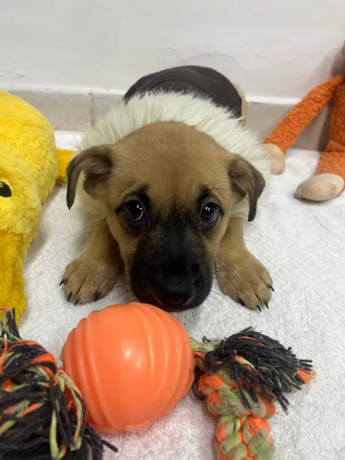 Cachorro ra a SRD-ViraLata idade Abaixo de 2 meses nome Lolla