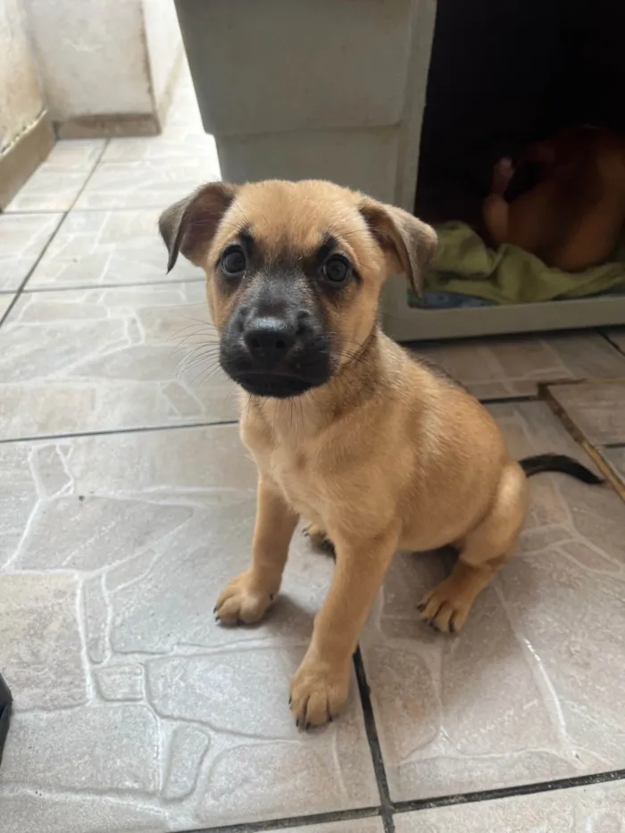 Cachorro ra a SRD-ViraLata idade Abaixo de 2 meses nome Lolla