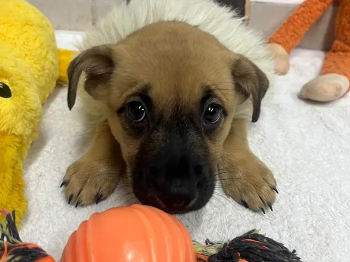 Cachorro ra a SRD-ViraLata idade Abaixo de 2 meses nome Lolla