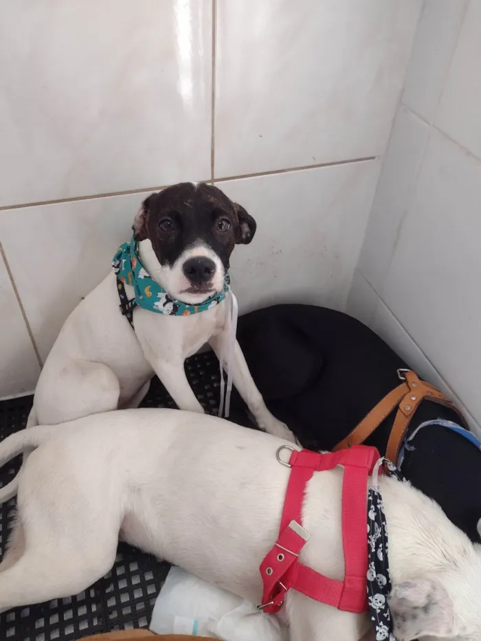 Cachorro ra a SRD-ViraLata idade 2 a 6 meses nome Mascara